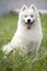 Samoyed dog