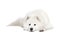 Samoyed dog