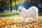 Samoyed dog in autumn park on birght sunny day