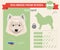 Samoyed Dog breed infographics.