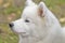 Samoyed dog close-up