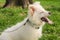 Samoyed dog close up