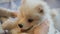 Samoyed dog close-up portrait. Hands shaking