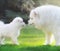 Samoyed dog. Dog mother with puppy