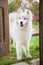 Samoyed dog at the door at home watching the house