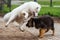 Samoyed dog and German Shepherd in motion play in the park