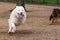 Samoyed dog and German Shepherd in motion play in the park