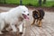 Samoyed dog and German Shepherd in motion play in the park