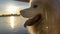 Samoyed dog head close-up on the right side of the screen against the backdrop of sunset The sun shines brightly and