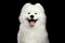 Samoyed dog isolated on Black background