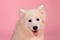 Samoyed dog isolated on pink background