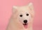 Samoyed dog isolated on the pink background