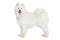 Samoyed dog, isolated on white