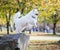 Samoyed dog jumping down from stone in autumn park