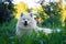 Samoyed dog laying on green lawn