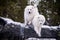 Samoyed dog lies on the tree Samoyed Pomeranian