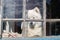 Samoyed dog looks out of old window