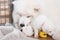 Samoyed dog mother with puppies