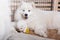 Samoyed dog mother with puppies