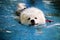 Samoyed dog playing in swimming pool. Dog swimming. Fluffy Dog, White dog