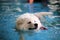 Samoyed dog playing in swimming pool. Dog swimming. Fluffy Dog, White dog