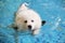 Samoyed dog playing in swimming pool. Dog swimming. Fluffy Dog, White dog