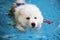 Samoyed dog playing in swimming pool. Dog swimming. Fluffy Dog, White dog