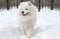 Samoyed dog portrait