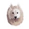 Samoyed dog portrait isolated on white. Digital art illustration of hand drawn dog for web, t-shirt print and puppy food cover