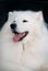 Samoyed dog portrait with open mouth (smiling).