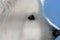 Samoyed dog profile closeup
