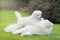 Samoyed dog with puppy