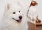 Samoyed dog and the red cat