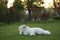 Samoyed dog relaxing in a sunny grassy field holding a flower in mouth