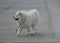 Samoyed dog running along the path
