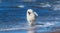 Samoyed dog running on sea. Concept about animals and nature.