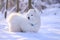 Samoyed dog in snow