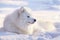 Samoyed dog in snow