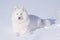 Samoyed dog on the snow