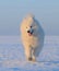 Samoyed dog - snow-white dog from Russia