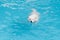 Samoyed dog swimming in the pool