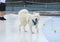 Samoyed dog at swimming pool edge