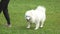 Samoyed dog is walking in slow-motion.