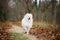 A Samoyed dog is walking by trail in the autumn park. White fluffy purebred dog outdoors