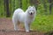 Samoyed dog in the wood