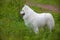 Samoyed dog in the wood