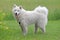 Samoyed in a Field