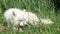 Samoyed husky lying in the grass and chewing on a piece of wood