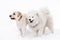 Samoyed and Labrador stand next winter