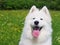 Samoyed on the Meadow